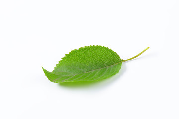 Fresh cherry leaf