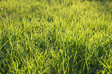 Fresh green grass on a lawn
