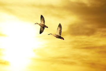 Obraz premium Couple of ducks flying at sunset.