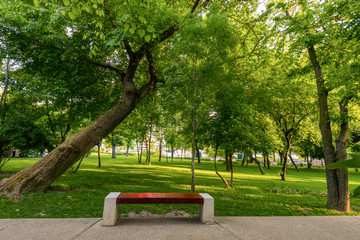 Bench on a  empty alley in the park in summer