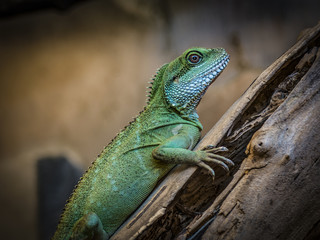 kameleon © Henryk Olszewski