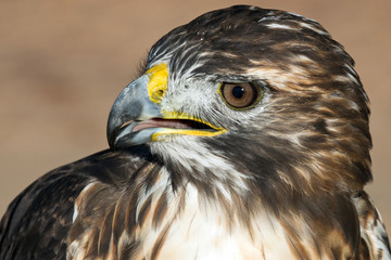 Retrato de perfil de un halcon de Harris. / animal 3464