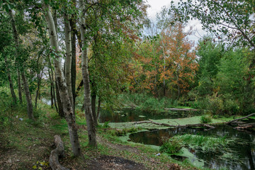 Fototapeta na wymiar The river among the trees in autumn