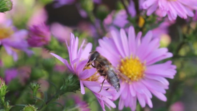 Bee on purple flowers
