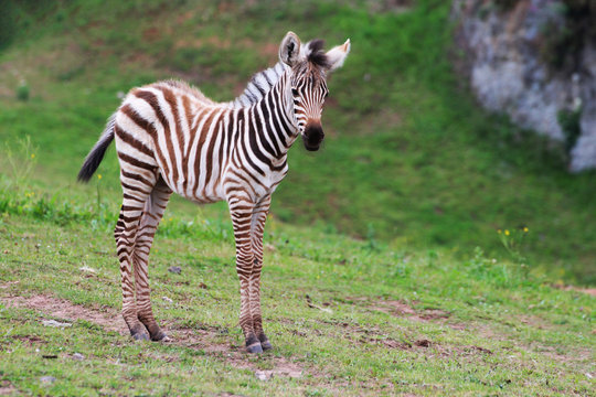 Fototapeta Beautiful and slender baby zebra standing on the grass.
