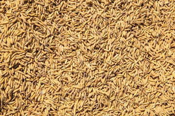 Brown paddy rice