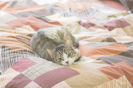 Cat Resting On A Bed Quilt And Looking At The Camera.