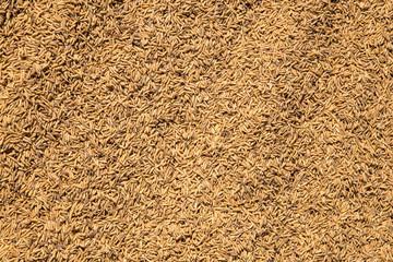 Brown paddy rice