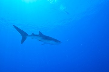 Naklejka premium whale shark