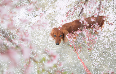 ダックスフンドと桜