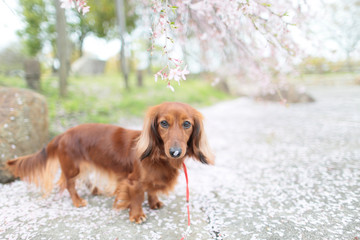 ダックスフンドと桜