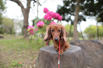 ダックスフンドと花