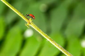 ladybug in the grass in nature