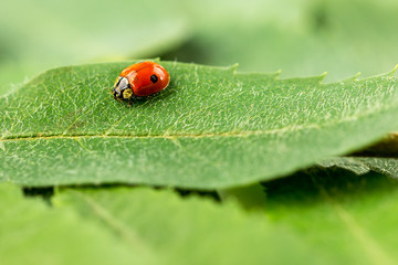 ladybug on a green leaf