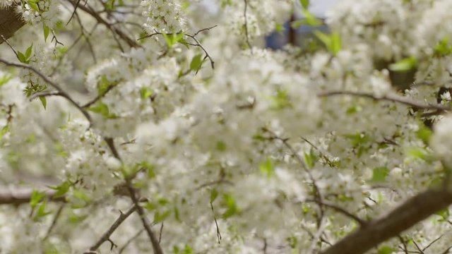 Racking focus on a macro view of plum tree blossoms with insects flying around in spring sunlight.  Shallow depth of field, recorded in slow motion 4K at 60fps.