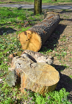 Cut out tree trunk in the woods