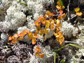 Dwarf birch with autumn colored leaves