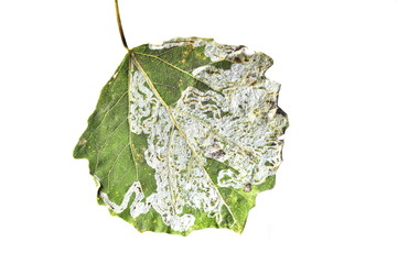 Tracks of leaf mining moth on an aspen leaf