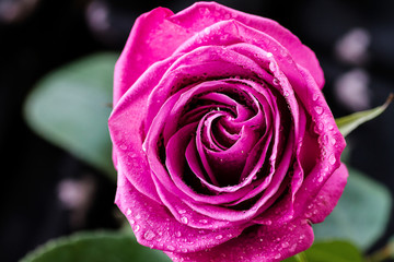 pink rose close-up on a black background