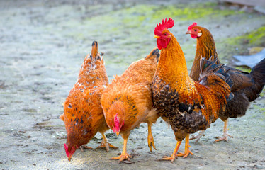Flock of chickens and cock grazing