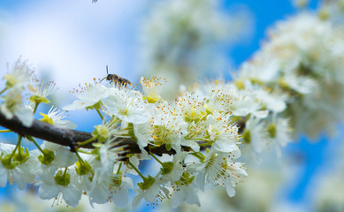 Bee collecting honey on a flowering tree in spring
