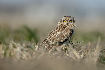 Short eared owl a beautiful owl with yellow eyes