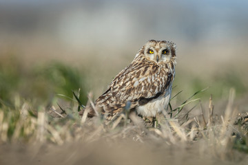 Short eared owl a beautiful owl with yellow eyes
