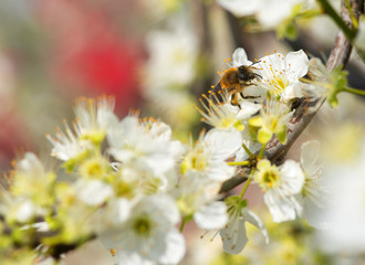 Obraz na płótnie Canvas Bee collecting honey on a flowering tree in spring