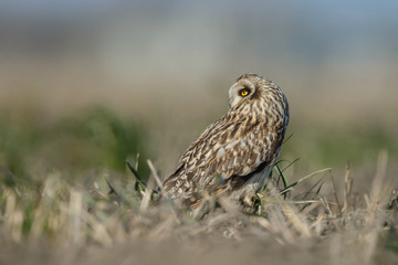 Short eared owl a beautiful owl with yellow eyes