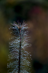 Pine sapling in rain