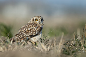 Short eared owl a beautiful owl with yellow eyes