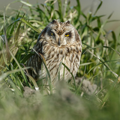 Short eared owl a beautiful owl with yellow eyes