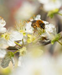 Bee collecting honey on a flowering tree in spring
