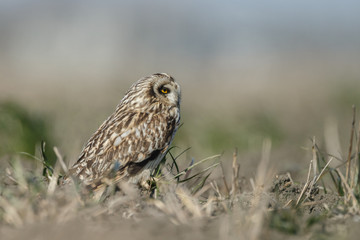 Short eared owl a beautiful owl with yellow eyes