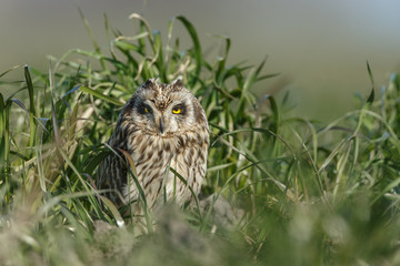 Short eared owl a beautiful owl with yellow eyes