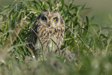 Short eared owl a beautiful owl with yellow eyes