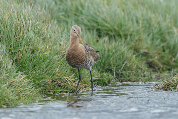 Black tailed godwit