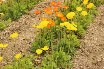 イングランドポピーの花
