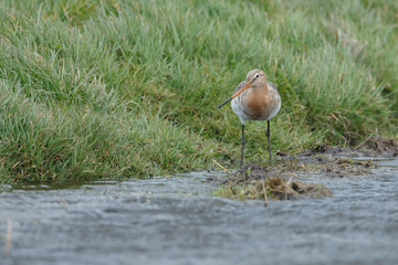 Black tailed godwit