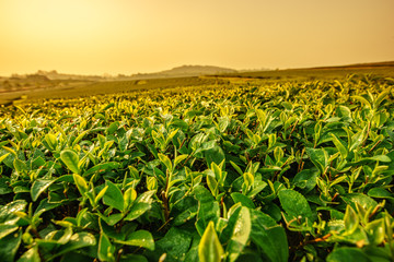 Sunrise view of tea plantation landscape