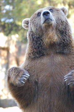 Brown bear (Ursus arctos) standing on his hind legs