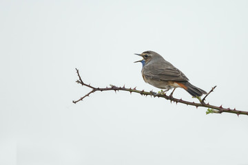 Singing Bluethroat on the stalk