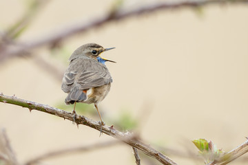 Singing Bluethroat on the stalk