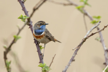 Singing Bluethroat on the stalk