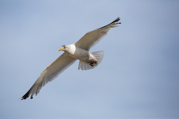 Möwe auf Beobachtungstour