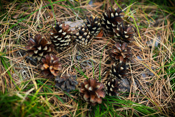 Wedding Rings in the heart of pine cones