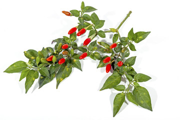 Sprig of Leaves with Red and Green Devil Chillies