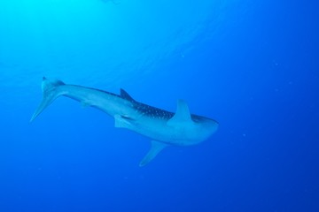 whale shark