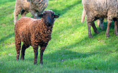 black sheep on meadow