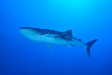 whale shark
